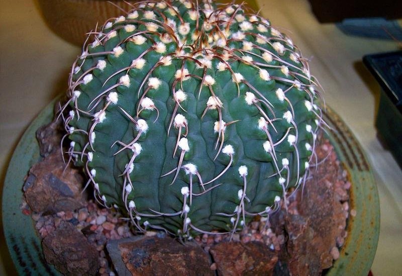 Gymnocalycium ochoterenae subsp. vatteri