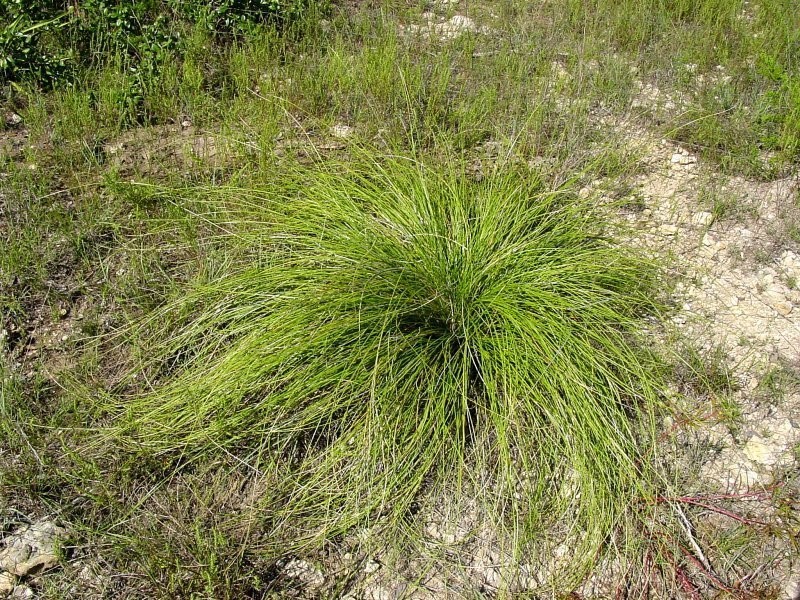 Nolina texana