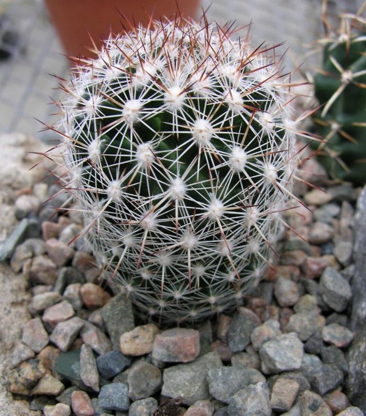 Escobaria vivipara var. buoflama