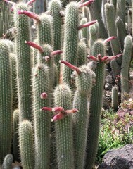 Cleistocactus sepium