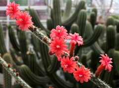 Cleistocactus serpens