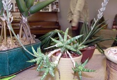 Sansevieria gracilis
