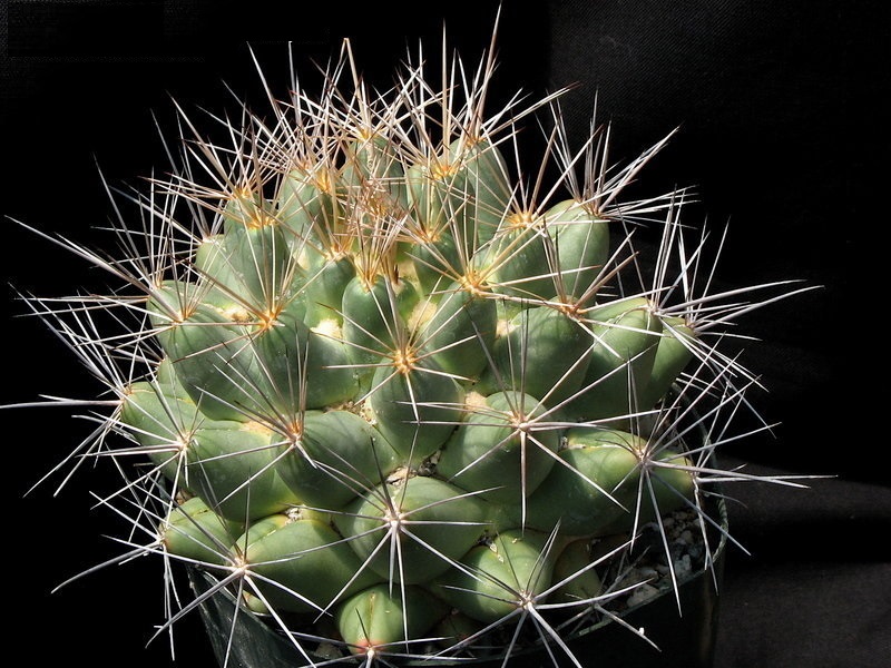 Coryphantha robustispina subsp. scheeri