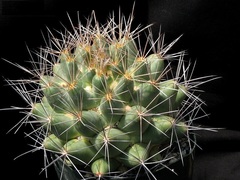 Coryphantha robustispina subsp. scheeri