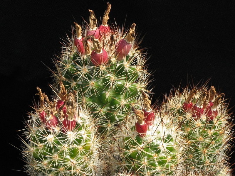 Escobaria emskoetteriana