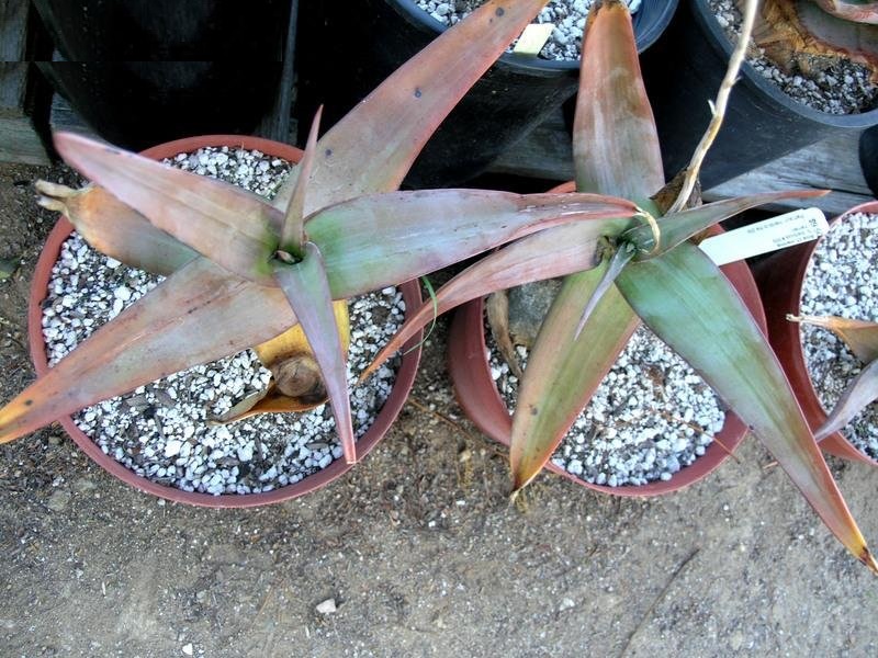 Aloe inermis