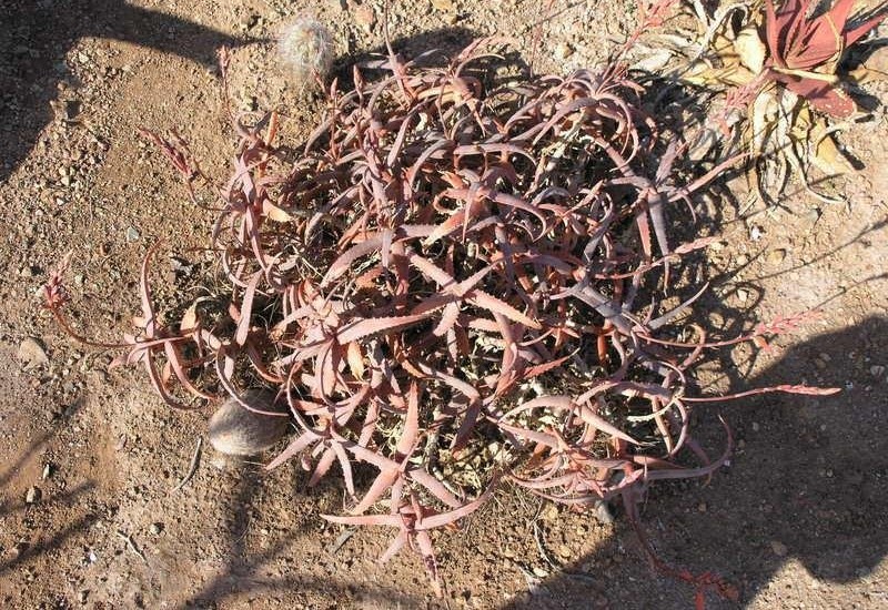 Aloe acutissima var. antanimorensis