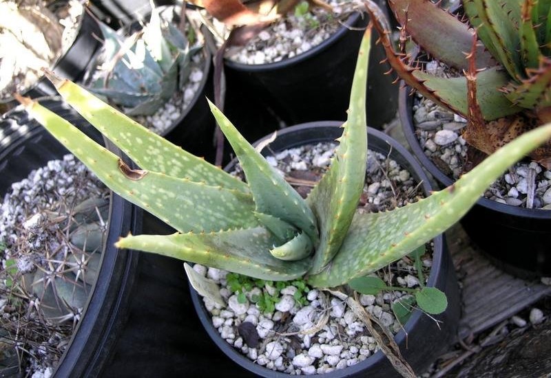 Aloe armatissima