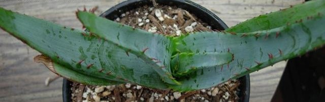 Aloe lineata var. muirii