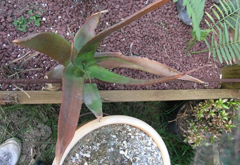Aloe breviscapa