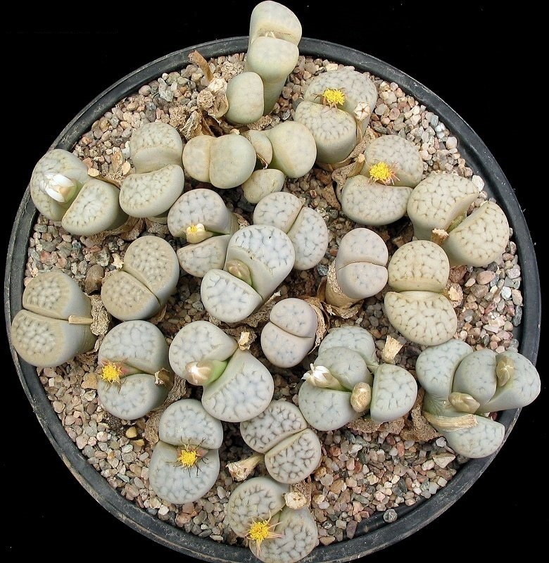 Lithops karasmontana var. aiaisensis