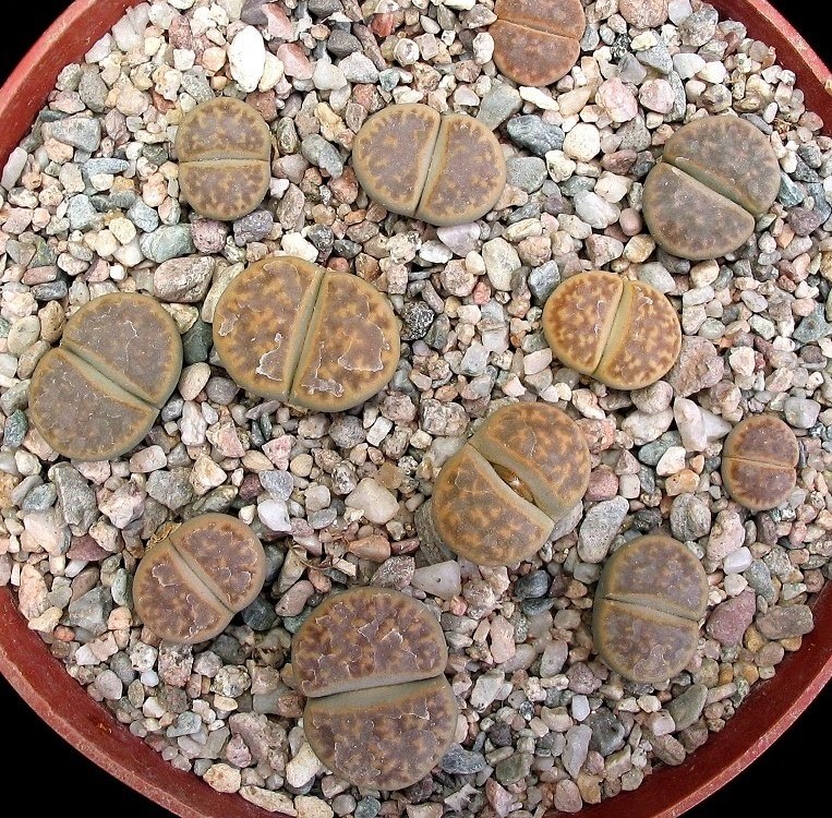 Lithops karasmontana var. lericheana