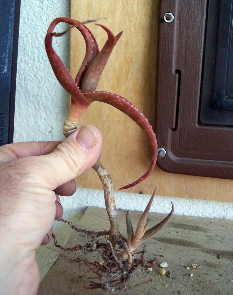 Aloe guillaumetii