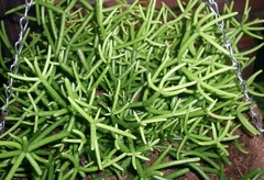 Rhipsalis teres