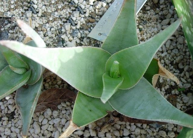 Aloe viguieri