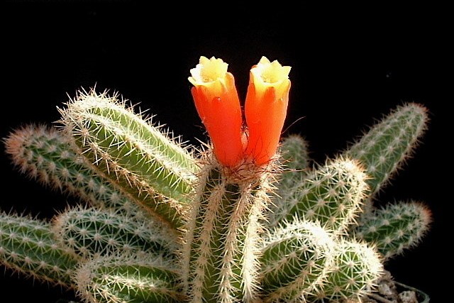 Arrojadoa dinae