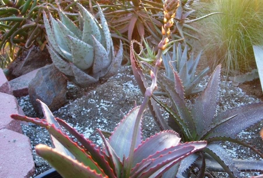 Aloe cryptoflora