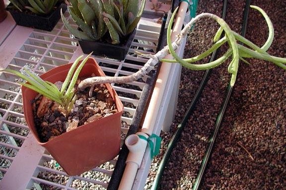 Aloe yemenica