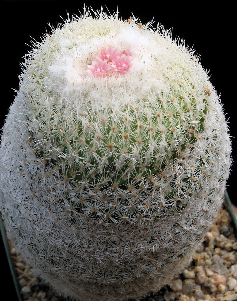 Epithelantha micromeris var. neomexicana