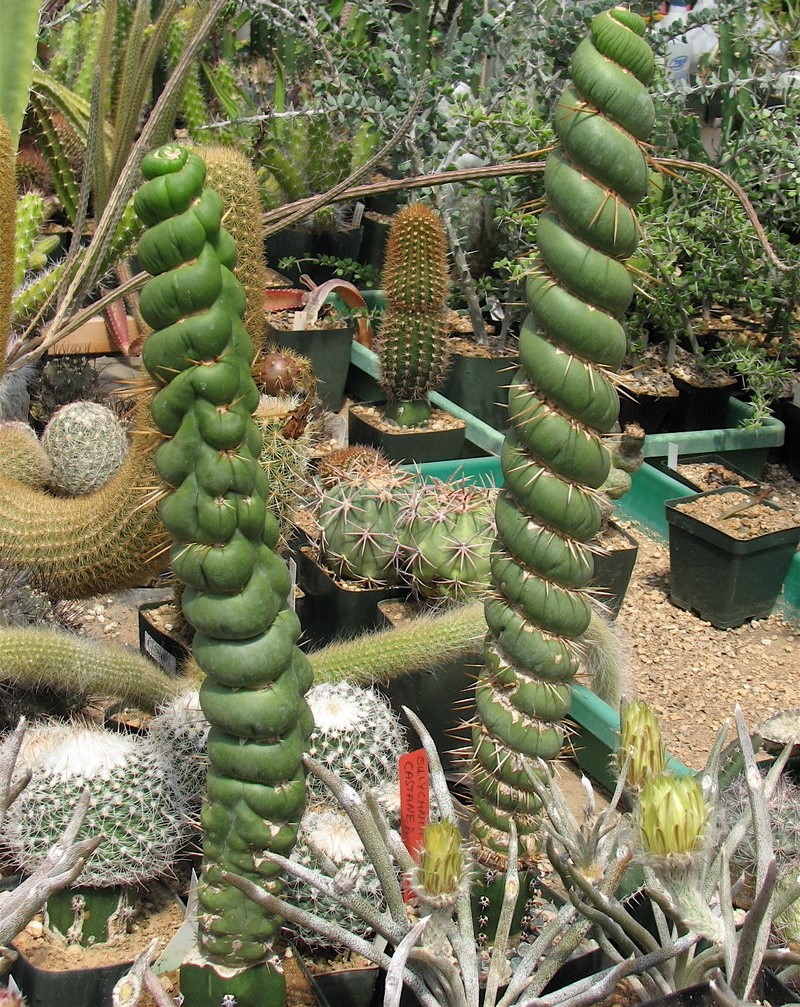 Eulychnia castanea var. varispiralis