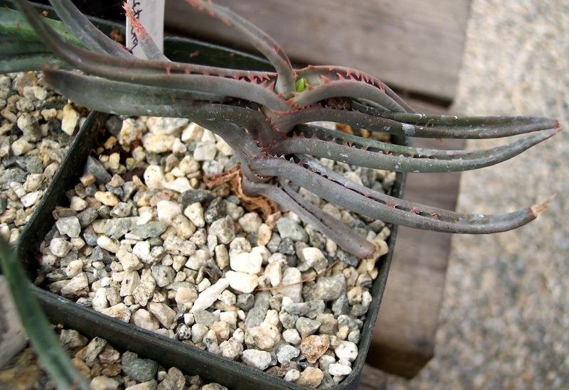 Aloe inexpectata