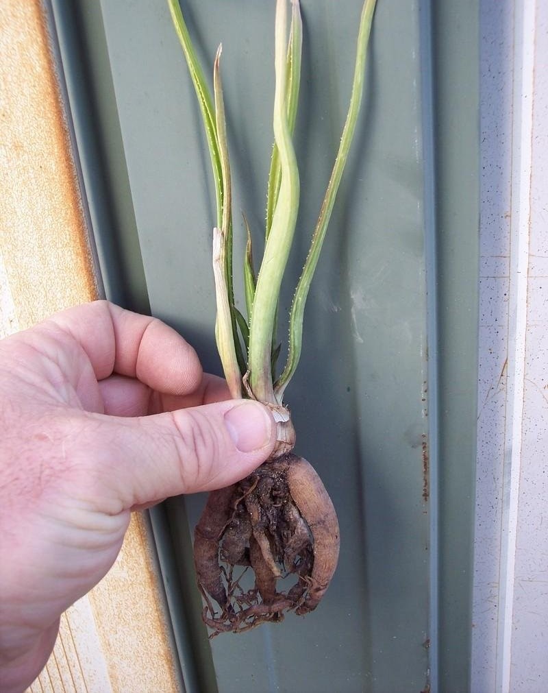 Aloe richardsiae