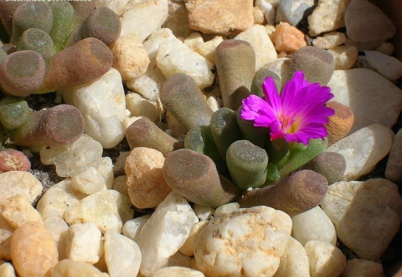 Frithia pulchra