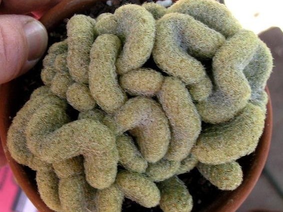 Mammillaria elongata