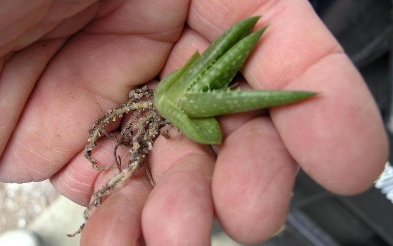 Aloe scobinifolia