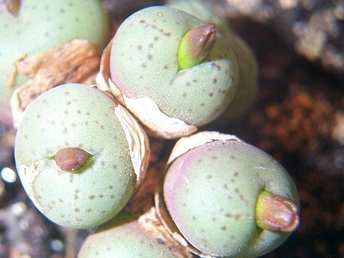 Conophytum obcordellum