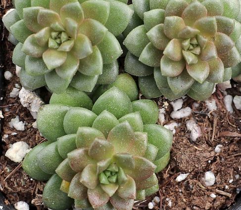 Sedum cremnosedum