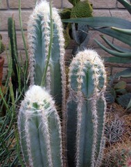 Pilosocereus leucocephalus f. palmeri