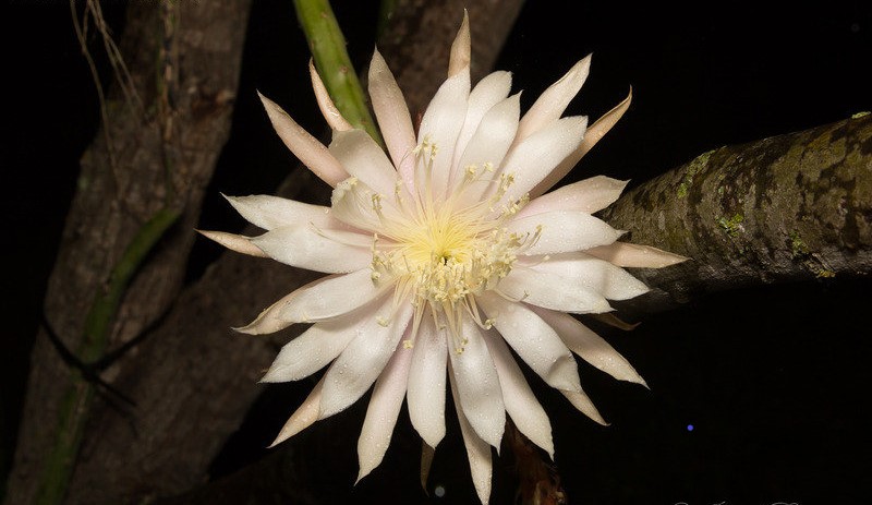 Selenicereus spinulosus