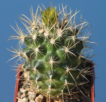 Sclerocactus brevihamatus subsp. tobuschii