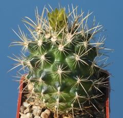 Sclerocactus brevihamatus subsp. tobuschii