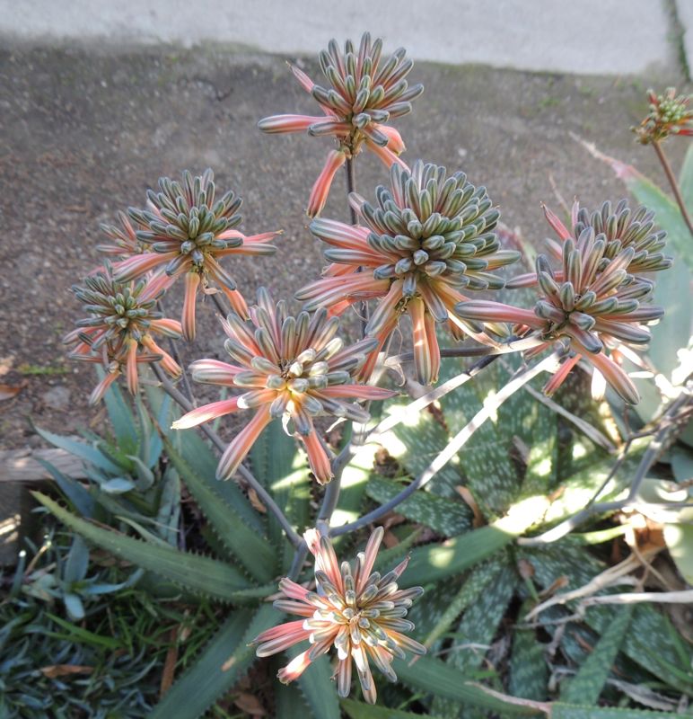 Aloe immaculata