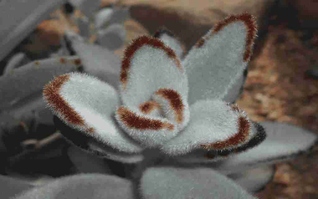Kalanchoe tomentosa