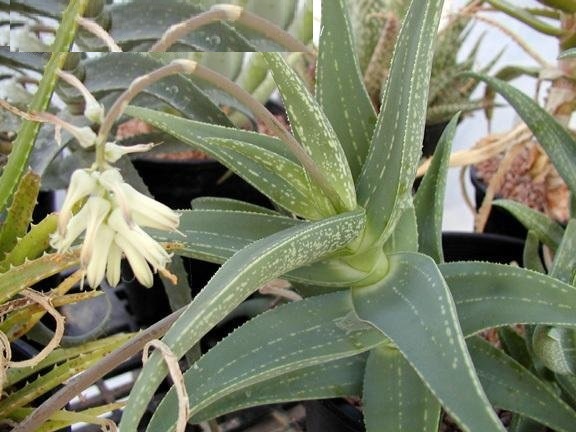 Aloe whitcombei