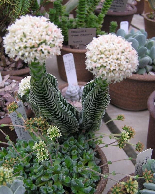 Crassula Succulents