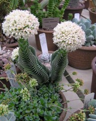 Crassula Succulents