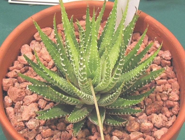 Haworthia fasciata f. variegata