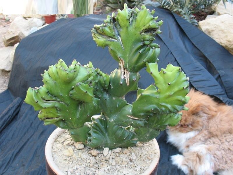 Euphorbia antiquorum f. spiral