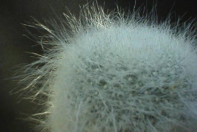 Mammillaria hahniana