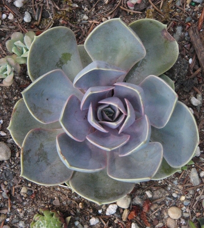 Echeveria gibbiflora