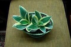 Sansevieria trifasciata
