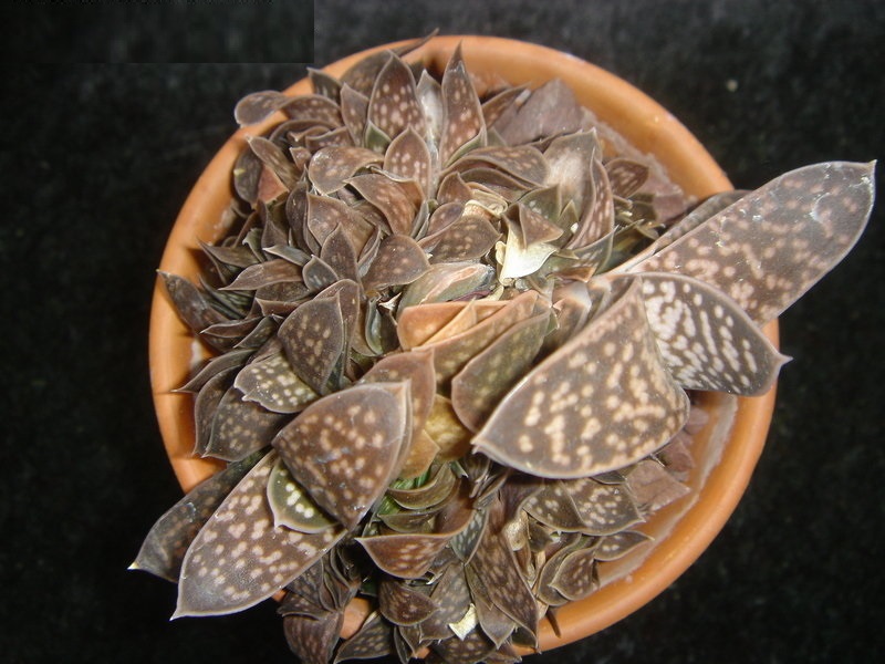 Gasteria nitida