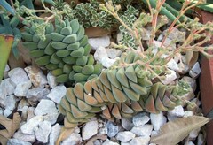 Crassula Cactus