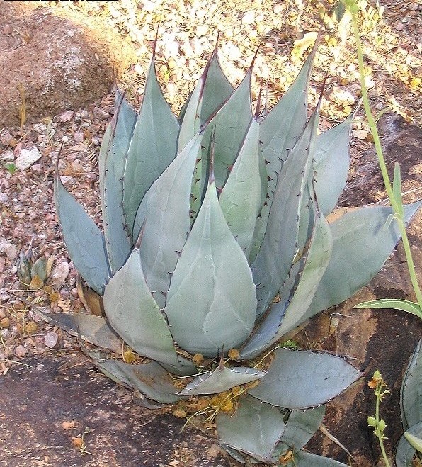 Agave flexispina