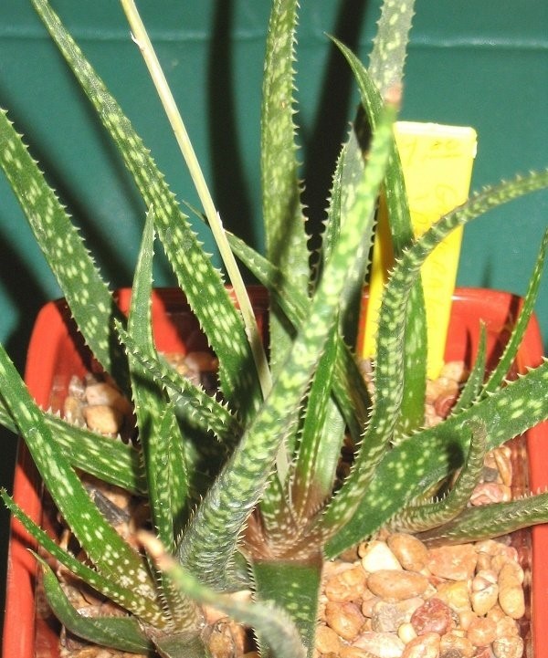 X Gasteraloe