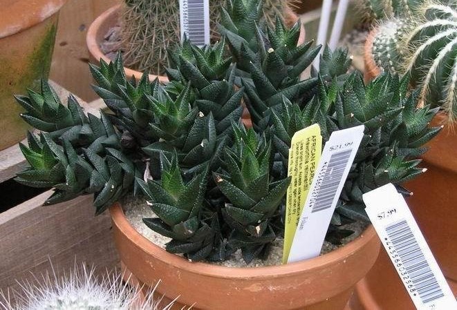 Haworthia resendeana